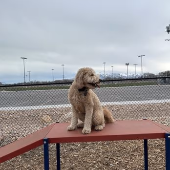 Art Dye Dog Park photo 1